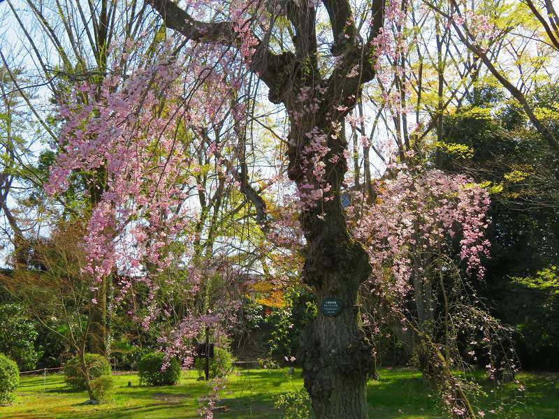 二条城の「枝垂桜」20190409_e0237645_22104673.jpg