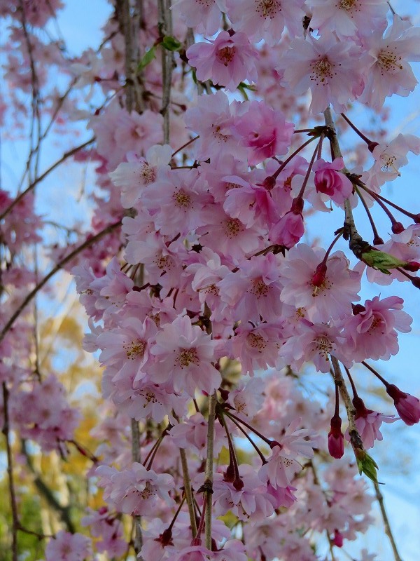 二条城の「枝垂桜」20190409_e0237645_22135302.jpg