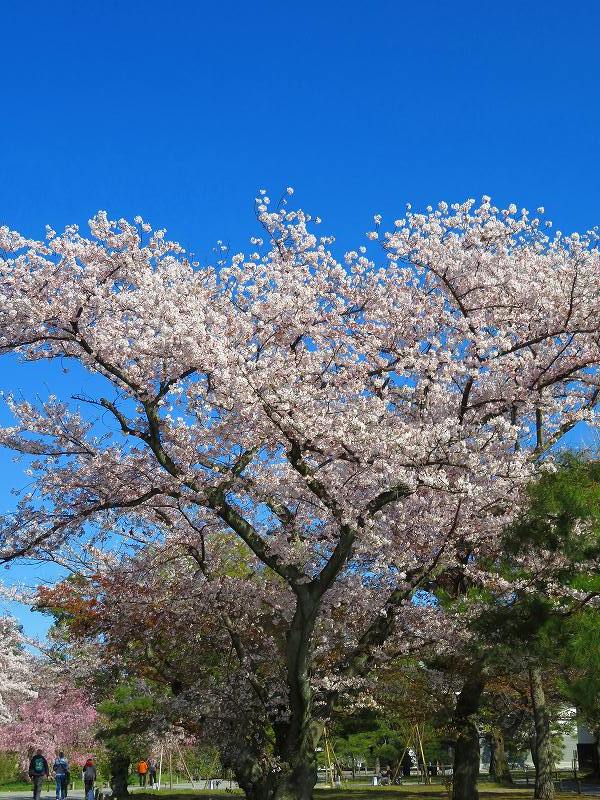 二条城の「枝垂桜」20190409_e0237645_22135428.jpg
