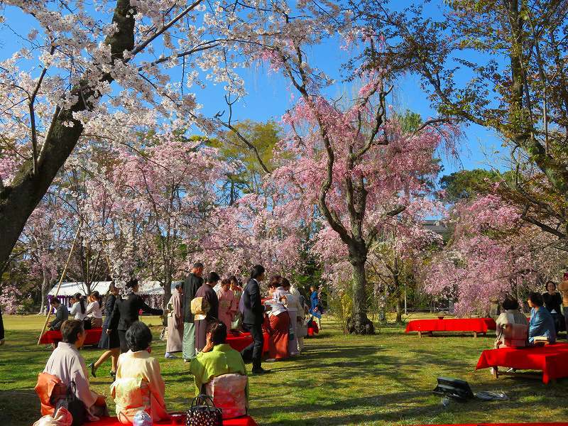 二条城の「枝垂桜」20190409_e0237645_22135499.jpg