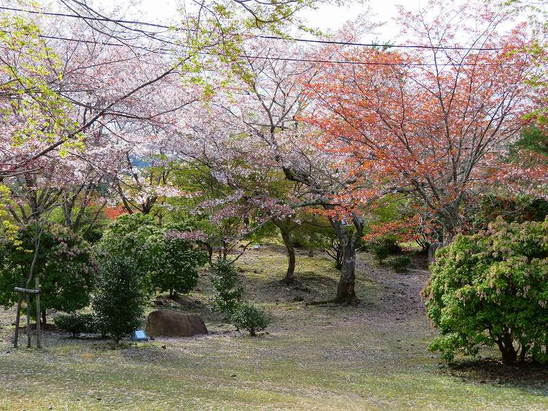 嵐山亀山公園の新緑の風景20190412_e0237645_22340310.jpg