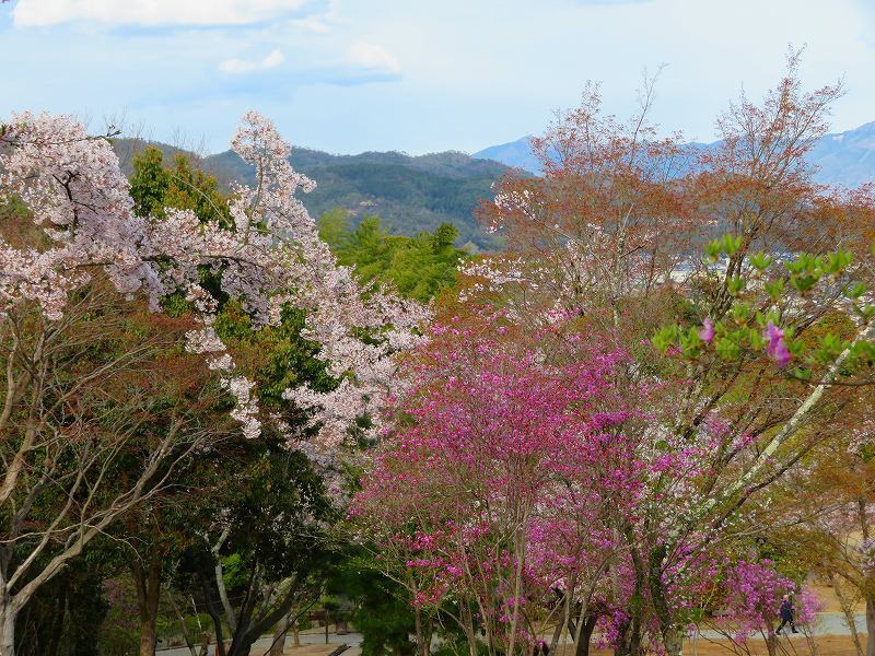 嵐山亀山公園の新緑の風景20190412_e0237645_22360172.jpg
