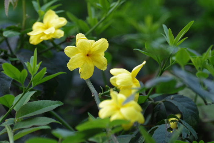 ネパールの植物01 還暦からのネイチャーフォト