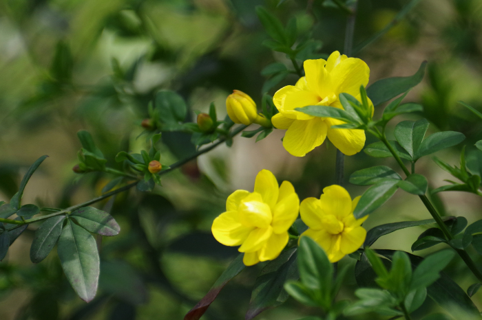 ネパールの植物01 還暦からのネイチャーフォト