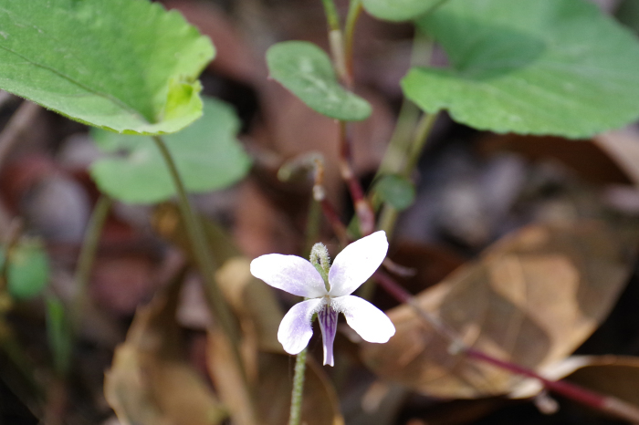 ネパールの植物01 還暦からのネイチャーフォト ネパールの植物01 還暦からのネイチャーフォト