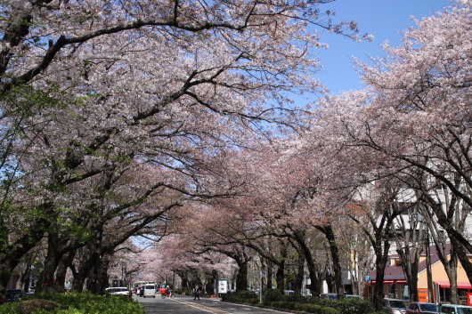 散りゆく桜_a0313956_22113589.jpg