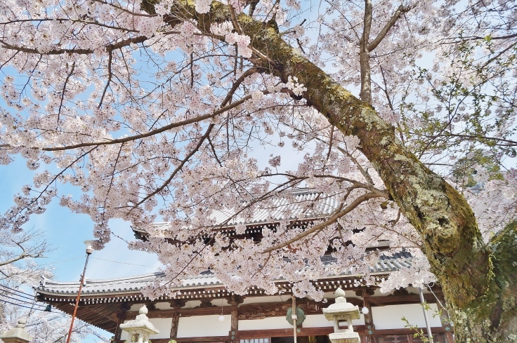 有馬 温泉寺の桜 たんぶーらんの戯言 有馬 温泉寺の桜 たんぶーらんの戯言