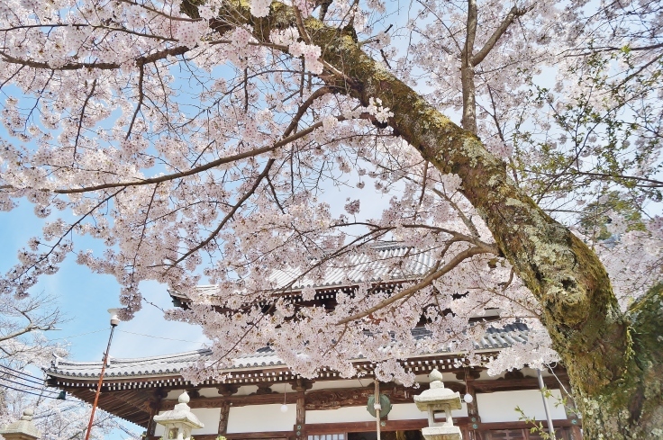 有馬・温泉寺の桜_b0063958_20142943.jpg