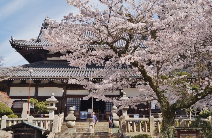 有馬・温泉寺の桜_b0063958_20161971.jpg