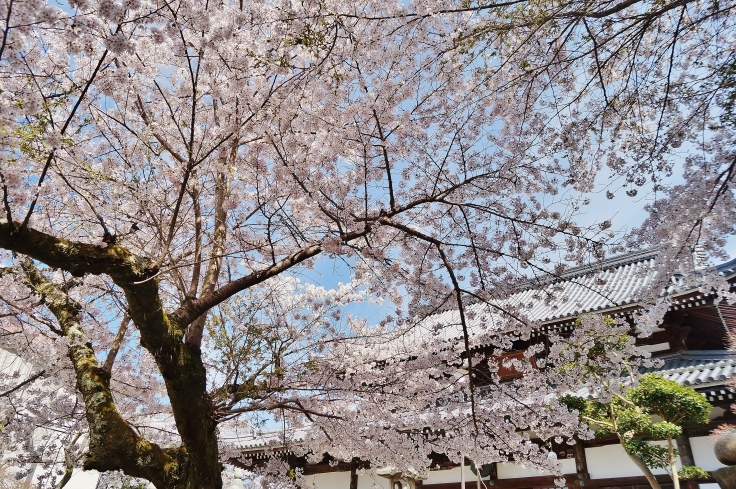 有馬・温泉寺の桜_b0063958_20171027.jpg