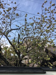 鶴屋吉信の上生菓子_f0363168_22055217.png