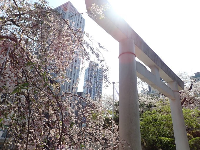 2019/4/9-15洗足池で最後の桜と勝海舟、青山霊園拾遺、古写真ランダム陳列・twitterに絶望したけどまとめ_b0116271_11523176.jpg