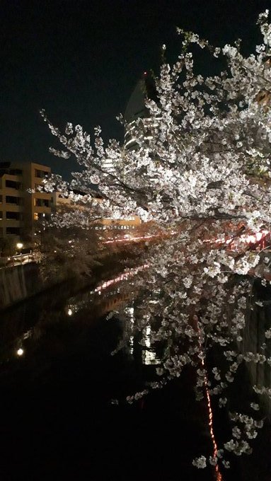 2019/4/9-15洗足池で最後の桜と勝海舟、青山霊園拾遺、古写真ランダム陳列・twitterに絶望したけどまとめ_b0116271_12000494.jpg