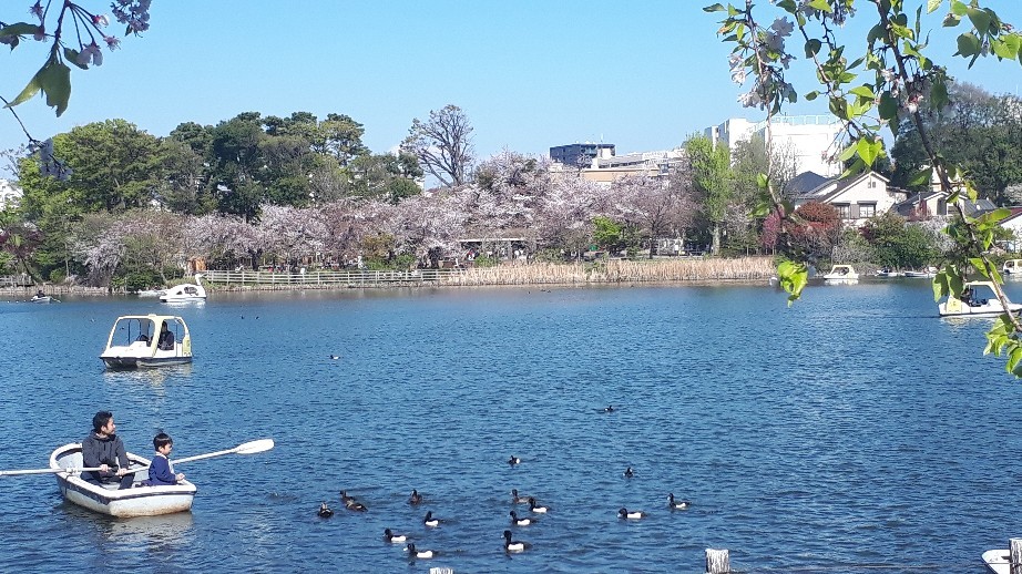 2019/4/9-15洗足池で最後の桜と勝海舟、青山霊園拾遺、古写真ランダム陳列・twitterに絶望したけどまとめ_b0116271_12152364.jpg