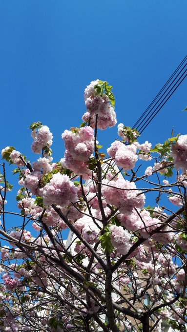 2019/4/9-15洗足池で最後の桜と勝海舟、青山霊園拾遺、古写真ランダム陳列・twitterに絶望したけどまとめ_b0116271_12251291.jpg