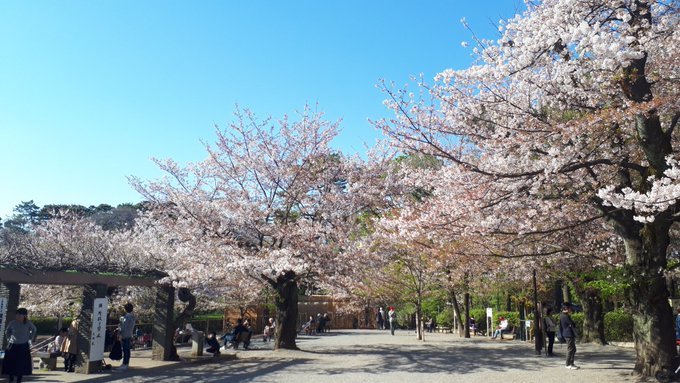 2019/4/9-15洗足池で最後の桜と勝海舟、青山霊園拾遺、古写真ランダム陳列・twitterに絶望したけどまとめ_b0116271_12282424.jpg