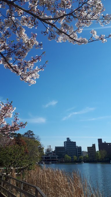 2019/4/9-15洗足池で最後の桜と勝海舟、青山霊園拾遺、古写真ランダム陳列・twitterに絶望したけどまとめ_b0116271_12282567.jpg