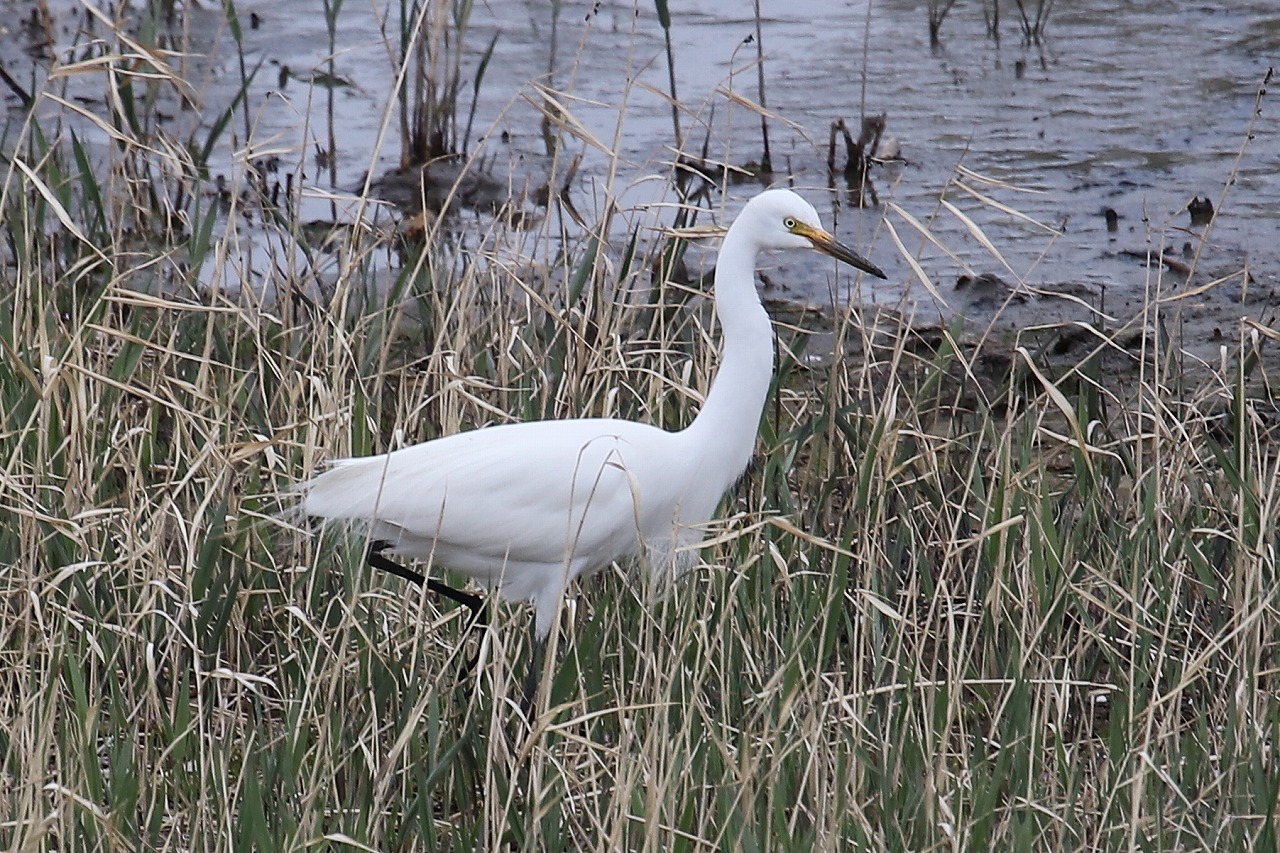 ★先週末の鳥類園（2019.4.13～14）_e0046474_12143125.jpg