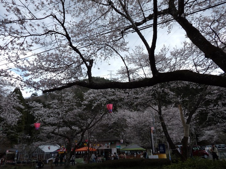 『寺尾ヶ原千本桜公園を歩いて』_d0054276_20563811.jpg