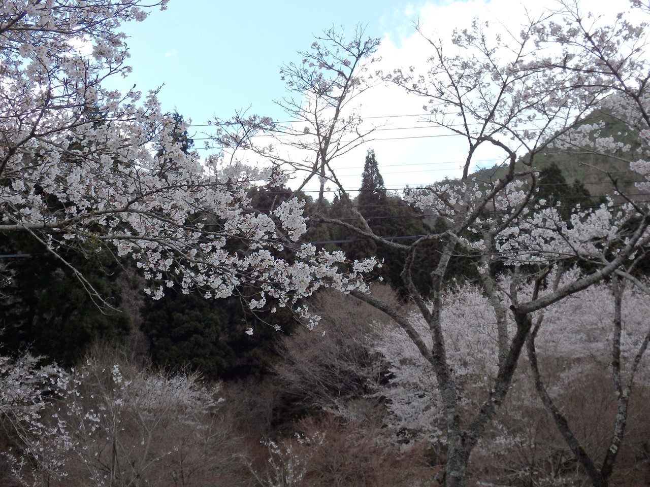 『寺尾ヶ原千本桜公園を歩いて』_d0054276_20565744.jpg