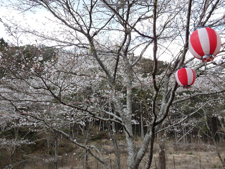 『寺尾ヶ原千本桜公園を歩いて』_d0054276_2056638.jpg