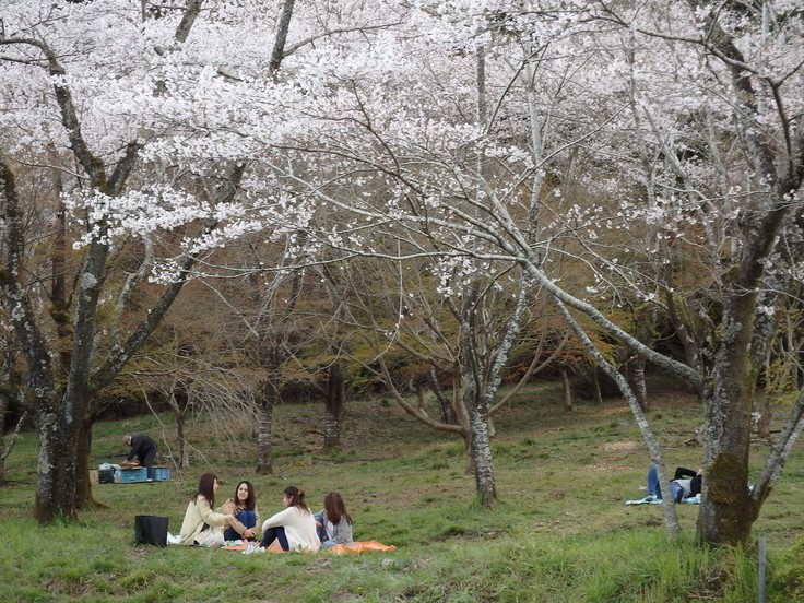 『寺尾ヶ原千本桜公園を歩いて』_d0054276_20572815.jpg