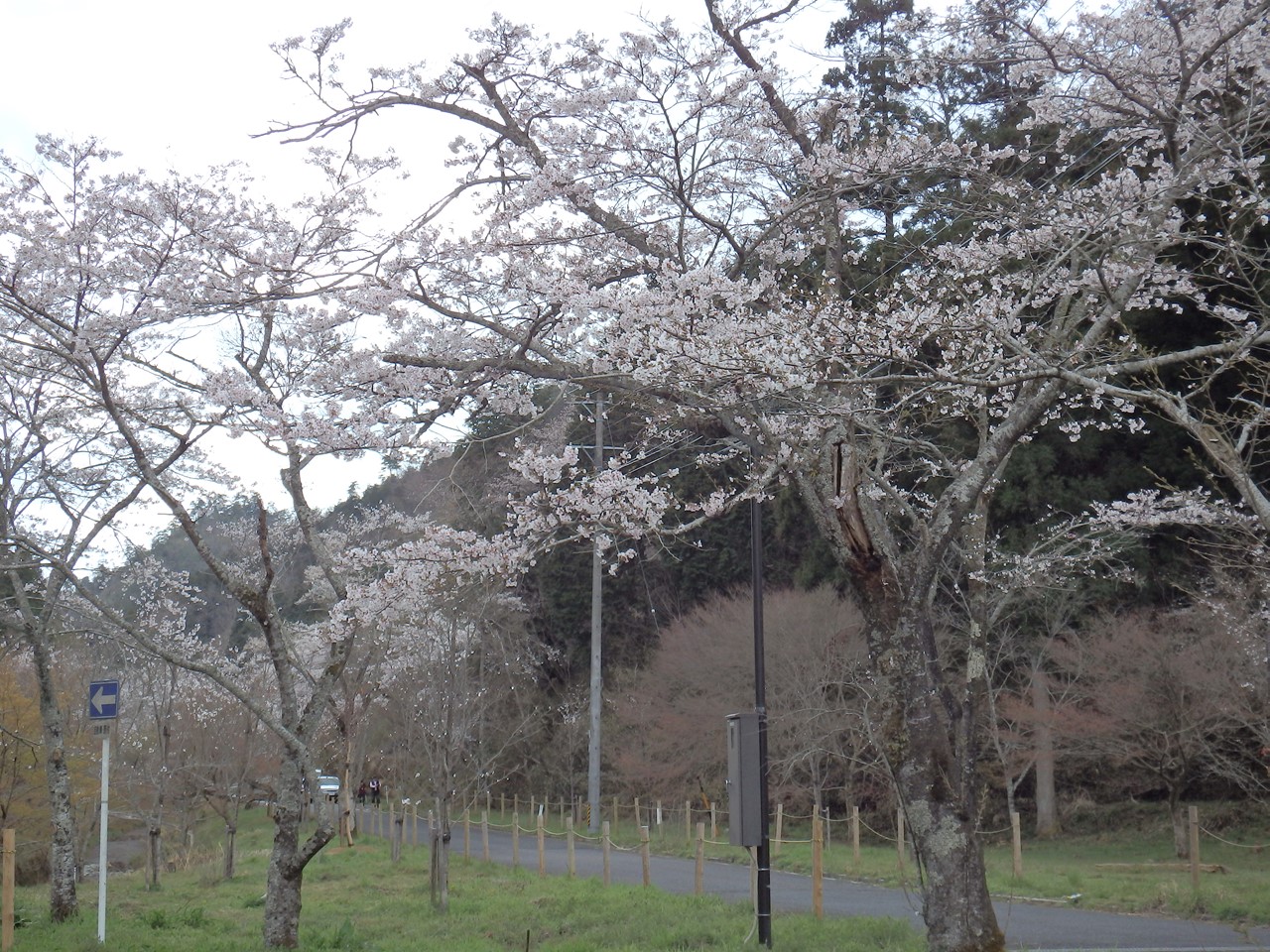 『寺尾ヶ原千本桜公園を歩いて』_d0054276_20573892.jpg