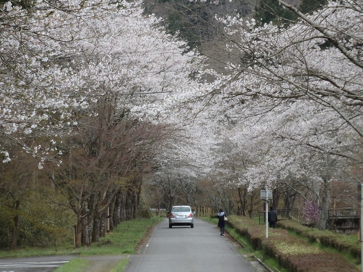 『寺尾ヶ原千本桜公園を歩いて』_d0054276_20575097.jpg