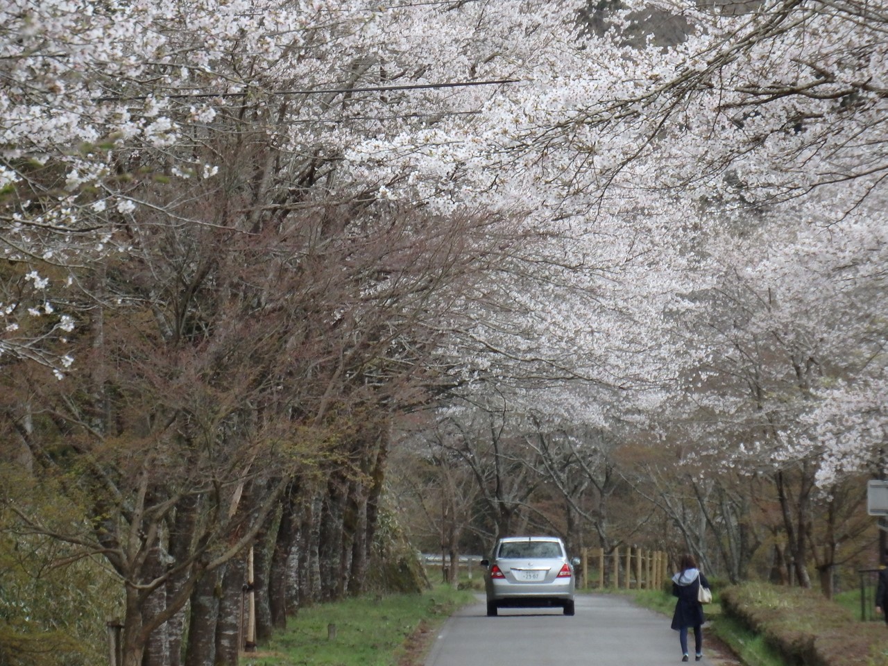 『寺尾ヶ原千本桜公園を歩いて』_d0054276_20575952.jpg