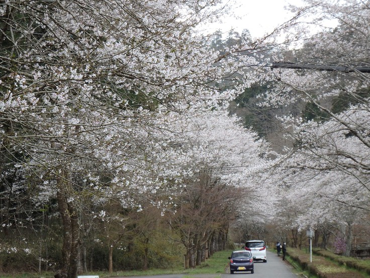 『寺尾ヶ原千本桜公園を歩いて』_d0054276_20581825.jpg