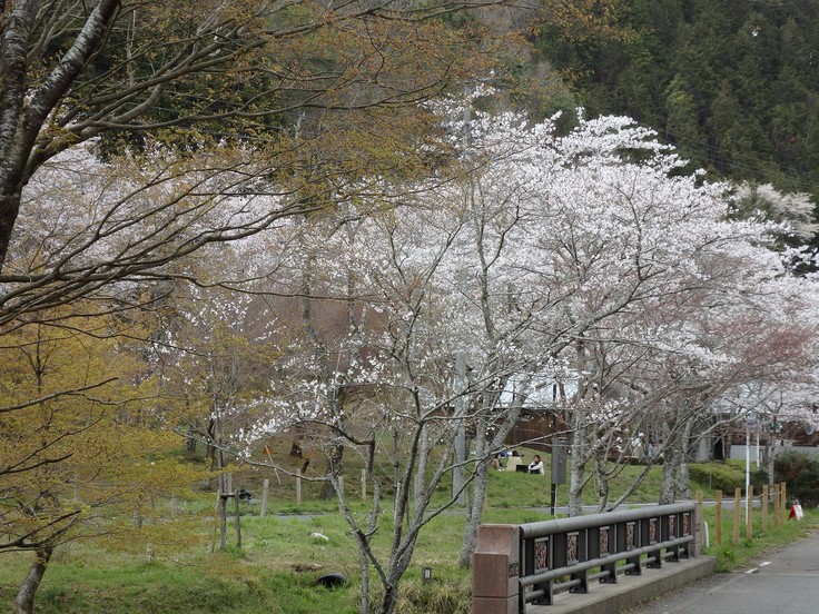 『寺尾ヶ原千本桜公園を歩いて』_d0054276_20582847.jpg