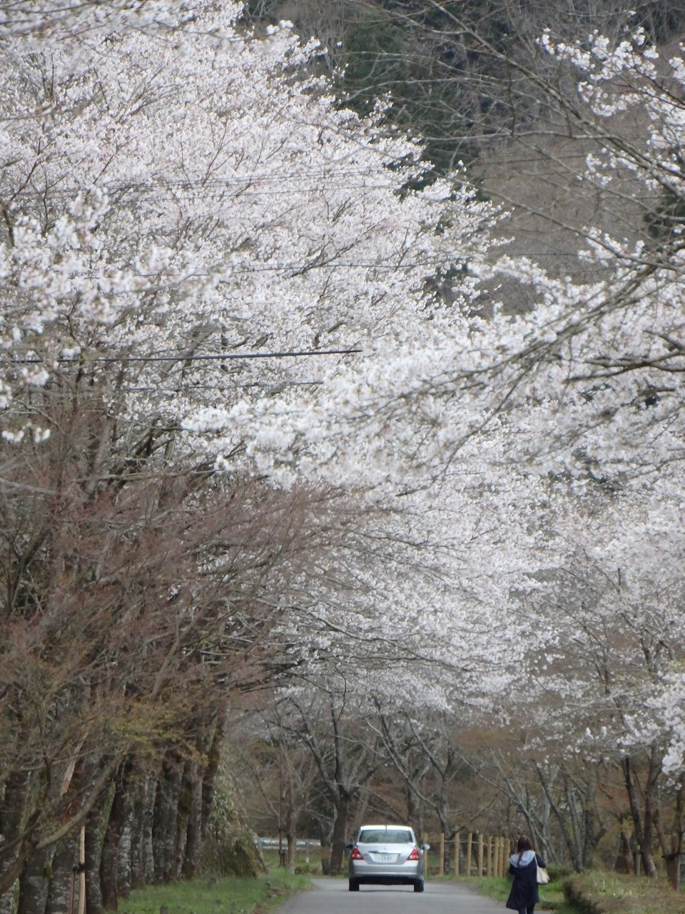 『寺尾ヶ原千本桜公園を歩いて』_d0054276_2058854.jpg