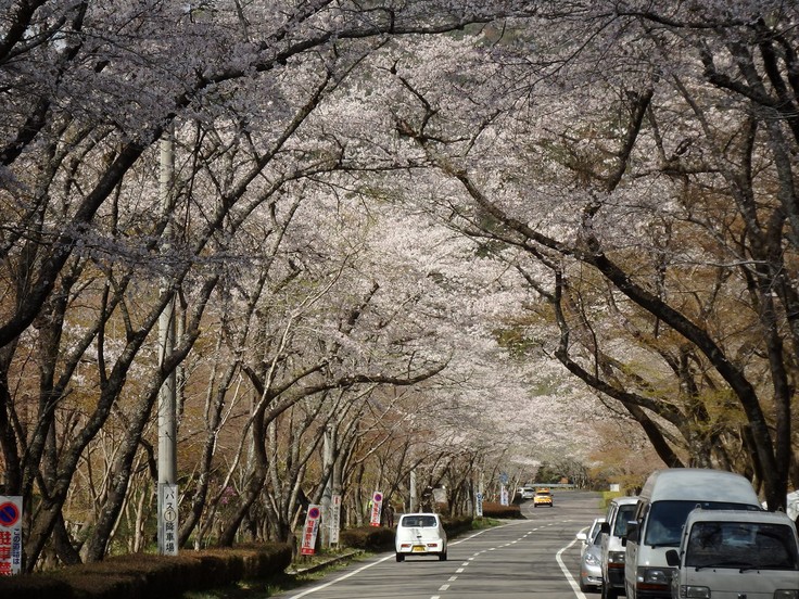 『寺尾ヶ原千本桜公園を歩いて』_d0054276_20591841.jpg