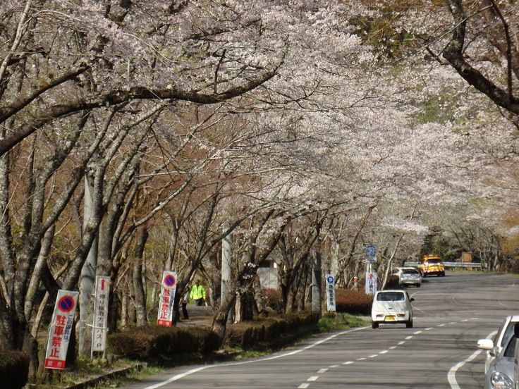 『寺尾ヶ原千本桜公園を歩いて』_d0054276_20592882.jpg