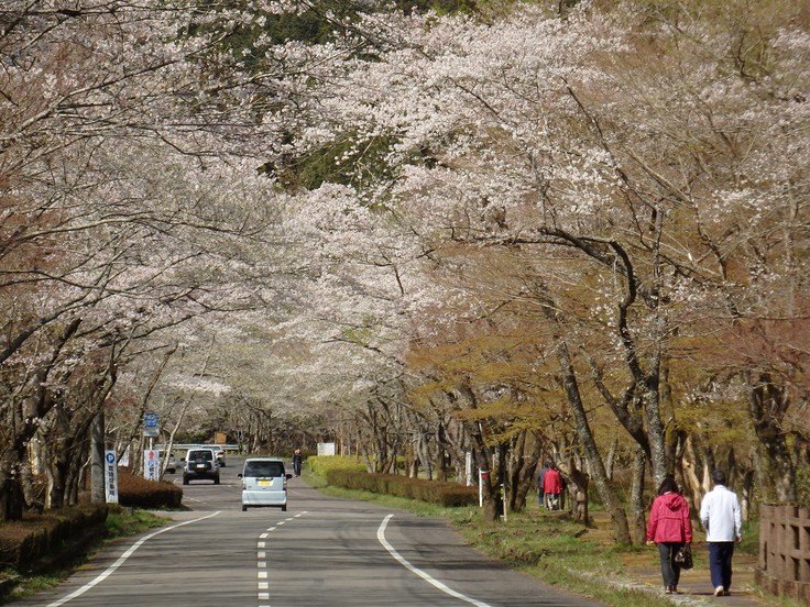 『寺尾ヶ原千本桜公園を歩いて』_d0054276_2059429.jpg