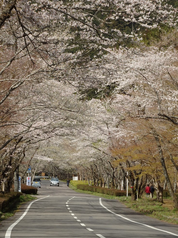 『寺尾ヶ原千本桜公園を歩いて』_d0054276_2059521.jpg