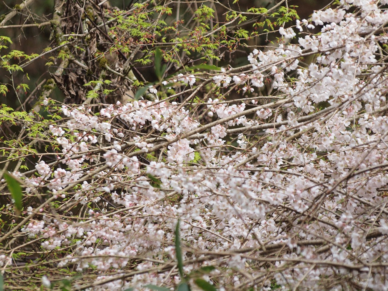 『寺尾ヶ原千本桜公園を歩いて』_d0054276_2059964.jpg