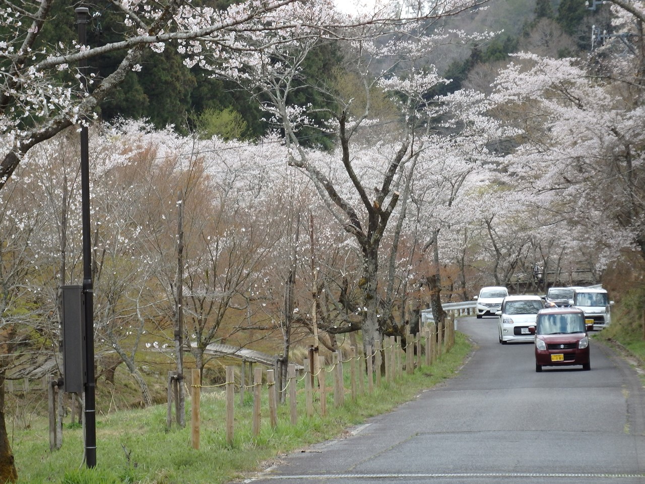 『寺尾ヶ原千本桜公園を歩いて』_d0054276_210121.jpg