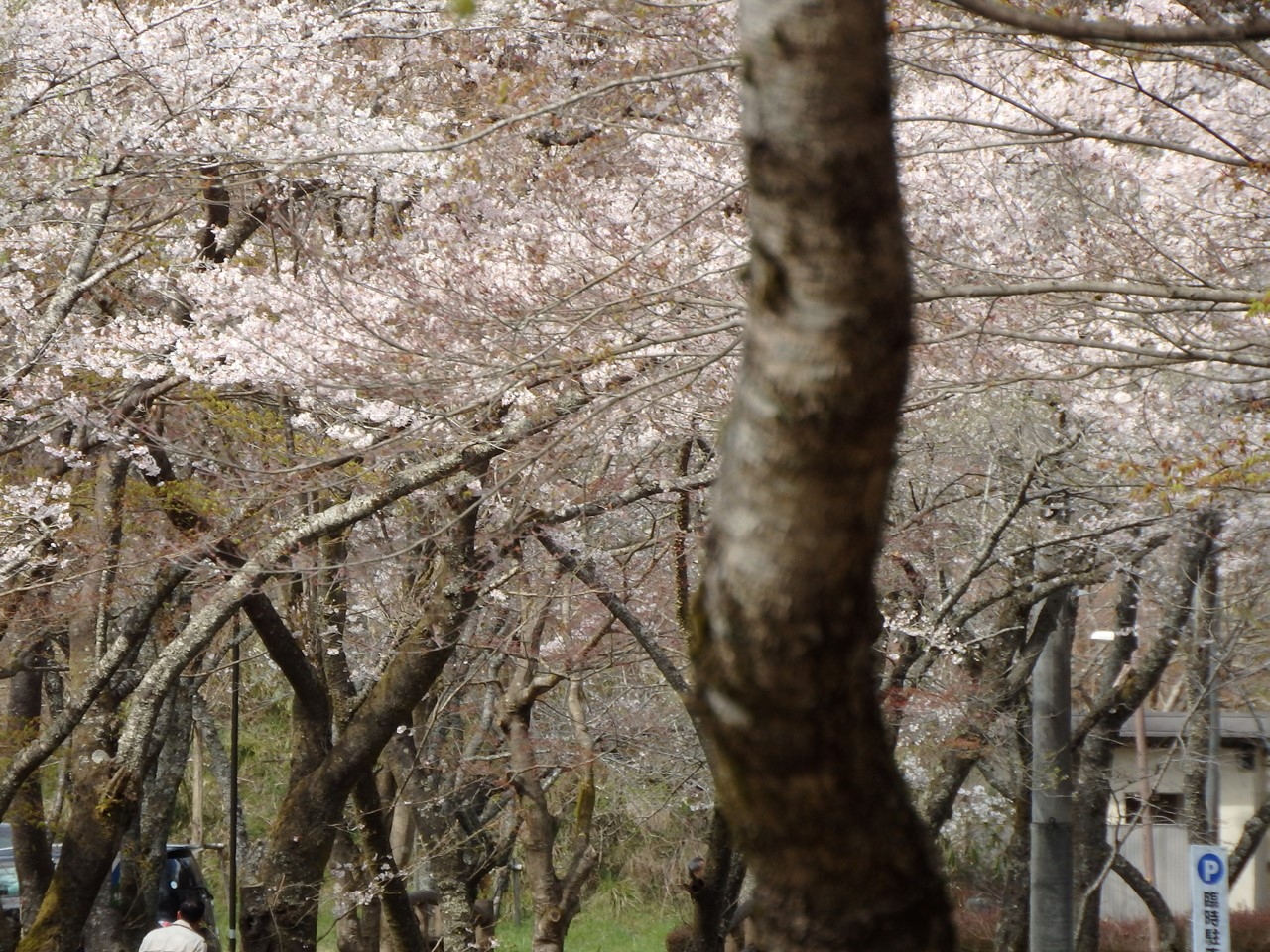 『寺尾ヶ原千本桜公園を歩いて』_d0054276_2103266.jpg