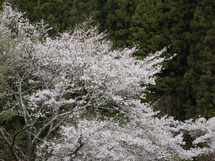 『寺尾ヶ原千本桜公園を歩いて』_d0054276_2105455.jpg