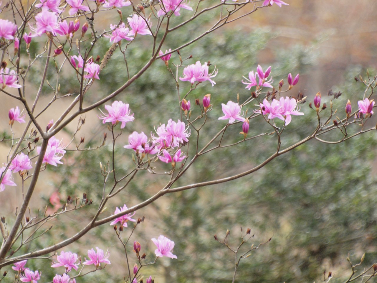 『寺尾ヶ原千本桜公園を歩いて』_d0054276_2112351.jpg