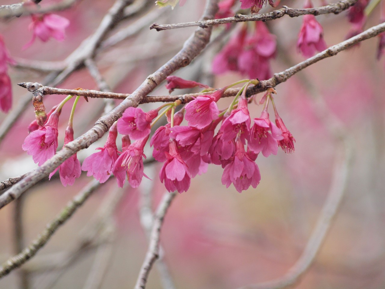 『寺尾ヶ原千本桜公園を歩いて』_d0054276_2115573.jpg