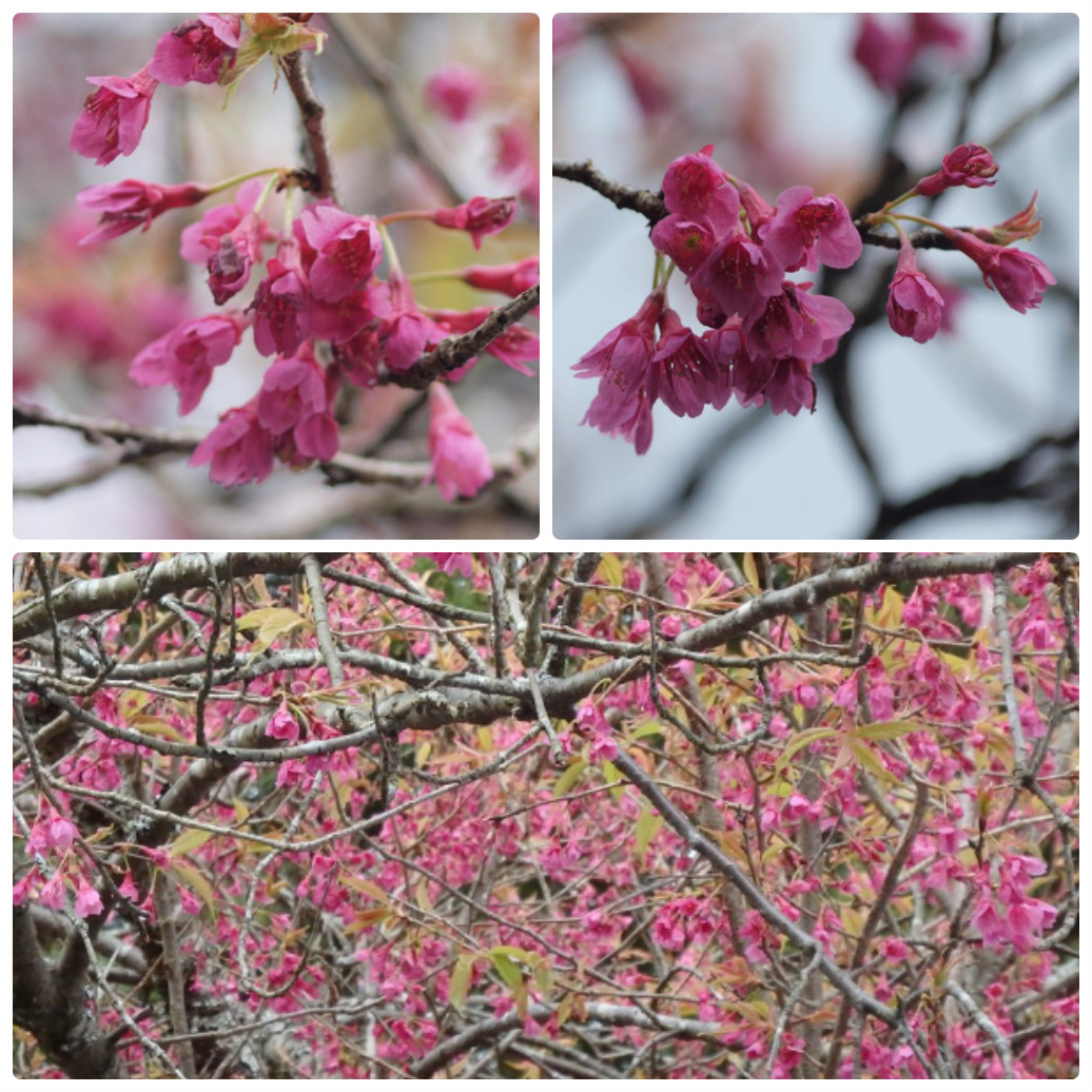 『寺尾ヶ原千本桜公園を歩いて』_d0054276_2121321.jpg