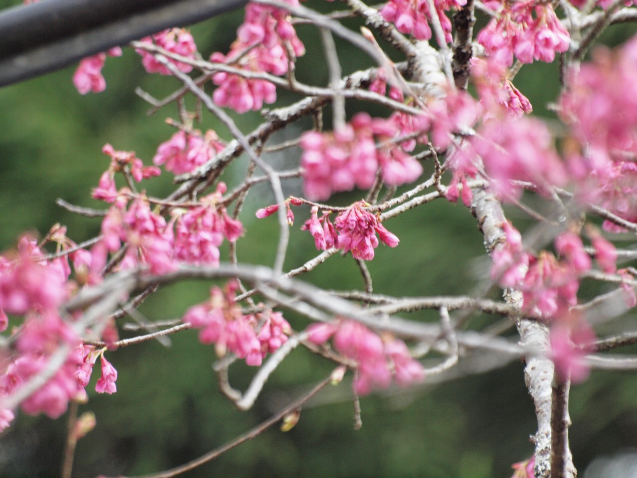 『寺尾ヶ原千本桜公園を歩いて』_d0054276_2122592.jpg