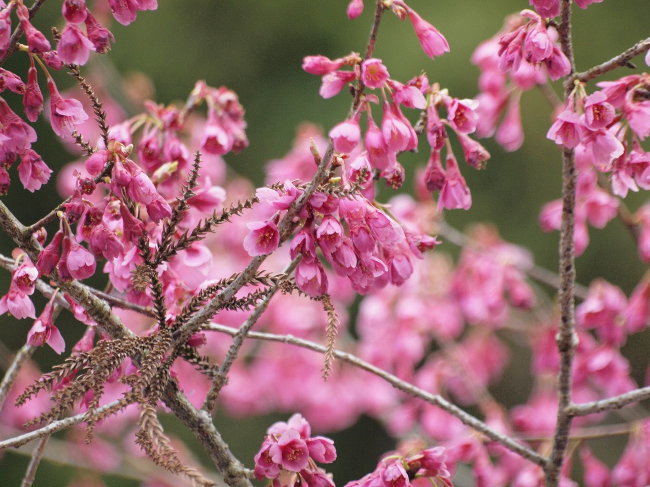 『寺尾ヶ原千本桜公園を歩いて』_d0054276_212327.jpg