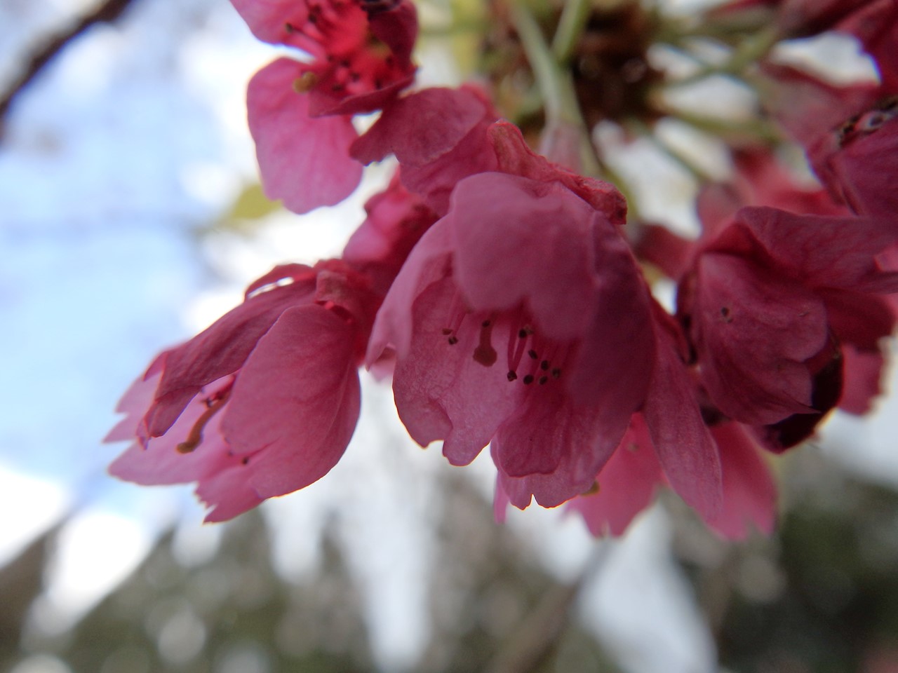 『寺尾ヶ原千本桜公園を歩いて』_d0054276_2123620.jpg