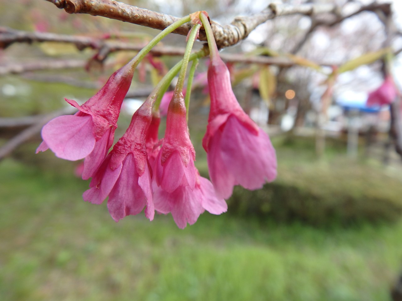 『寺尾ヶ原千本桜公園を歩いて』_d0054276_2124826.jpg