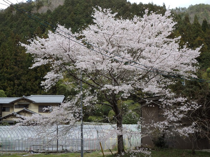 『寺尾ヶ原千本桜公園を歩いて』_d0054276_2125847.jpg