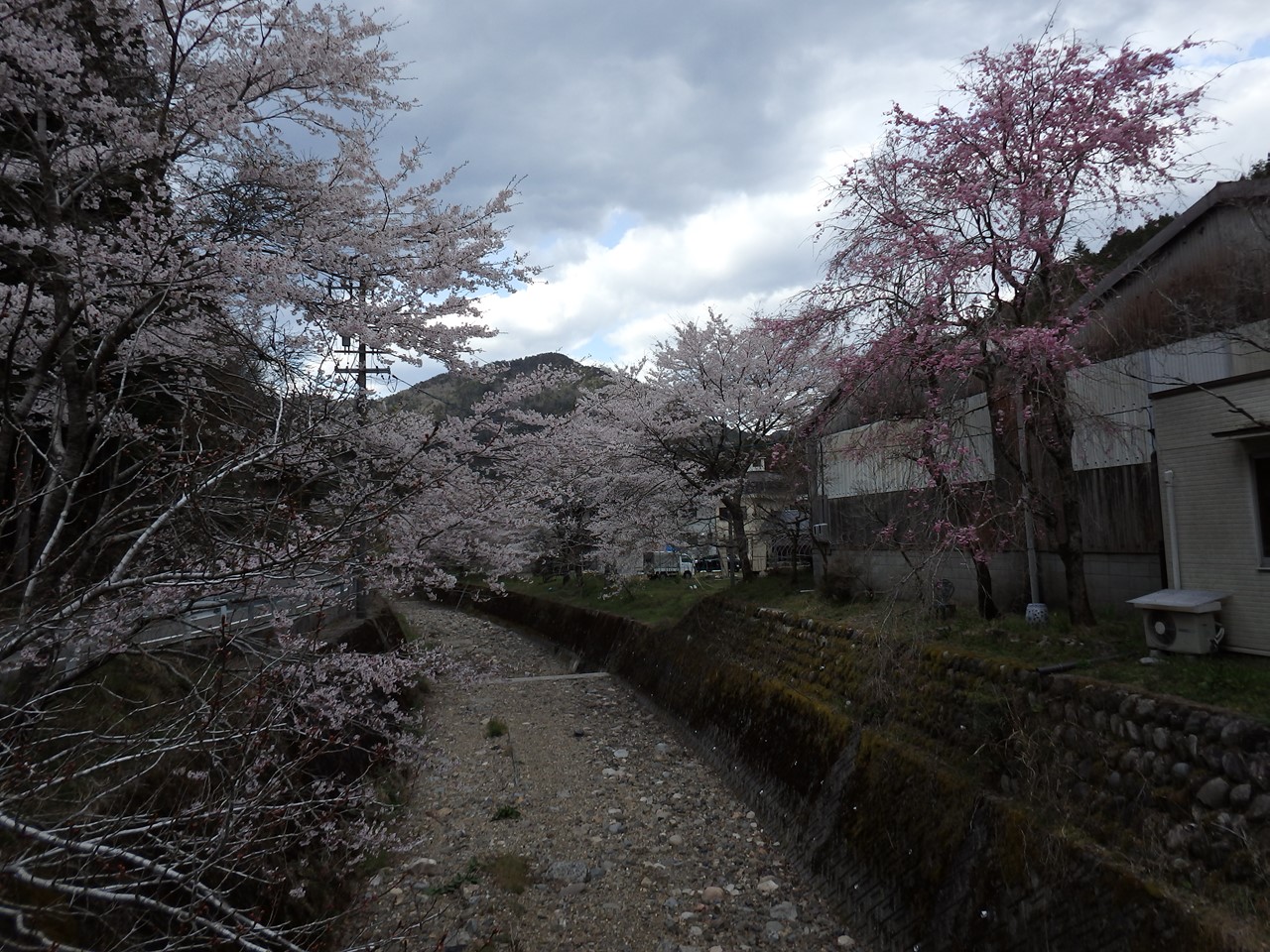 『寺尾ヶ原千本桜公園を歩いて』_d0054276_2133035.jpg