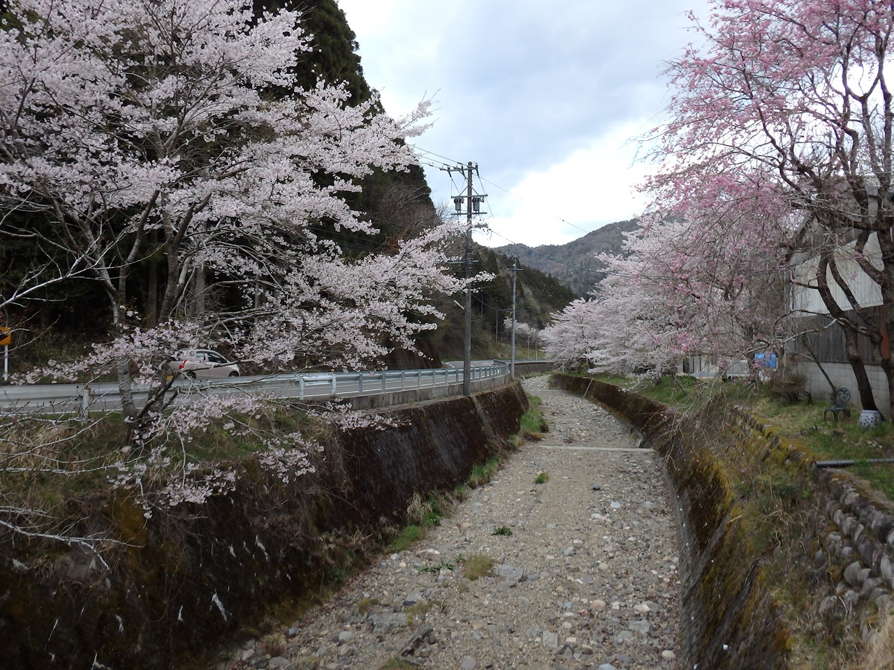 『寺尾ヶ原千本桜公園を歩いて』_d0054276_21371.jpg